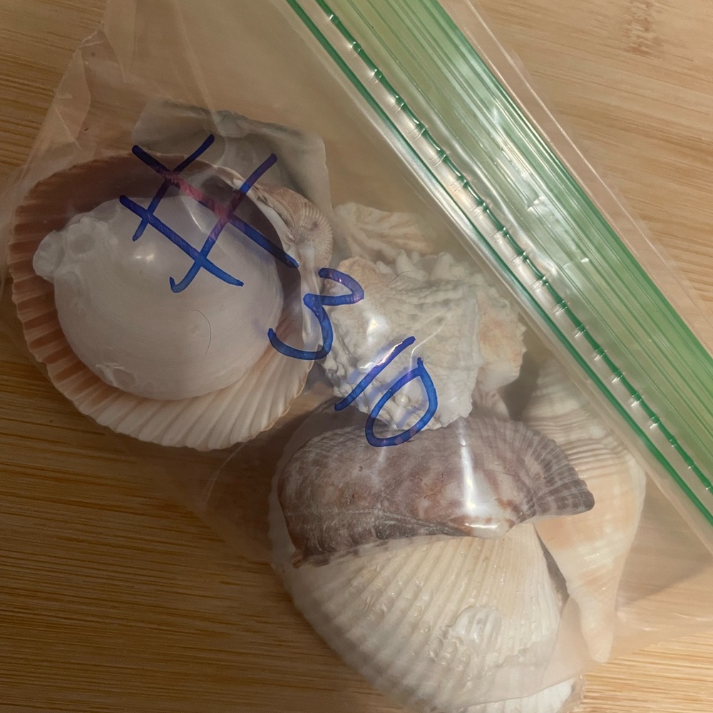 Assorted Seashell Collection - Picture 5 of 5